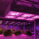 Substitute Natural Sunlight With Top 7 Best Grow Lights For Autoflowering- Review & Buying Guide 2024